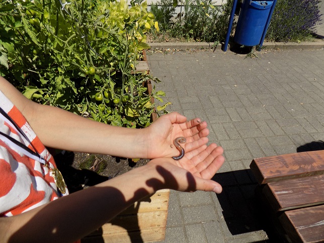 Regenwurmprojekt